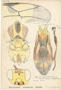 岩田久二雄フィールドノート