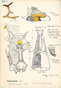 岩田久二雄フィールドノート
