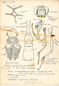 岩田久二雄フィールドノート