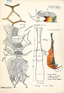 岩田久二雄フィールドノート