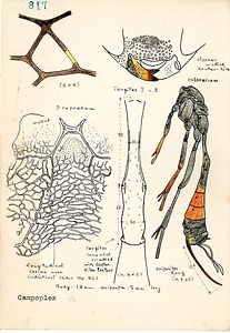 岩田久二雄フィールドノート