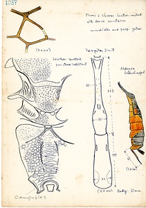 岩田久二雄フィールドノート