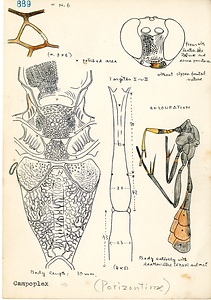 岩田久二雄フィールドノート