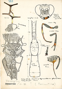 岩田久二雄フィールドノート