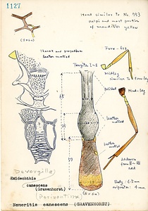 岩田久二雄フィールドノート