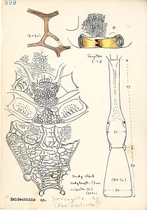 岩田久二雄フィールドノート