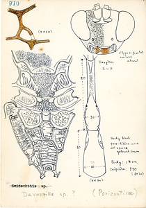 岩田久二雄フィールドノート