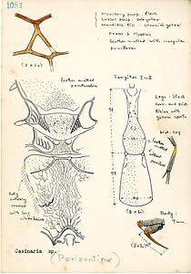 岩田久二雄フィールドノート