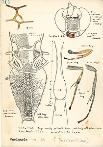 岩田久二雄フィールドノート