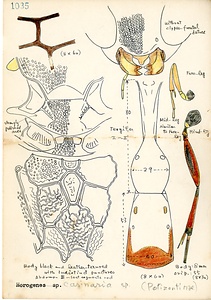 岩田久二雄フィールドノート