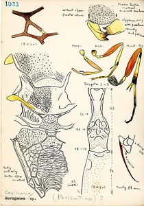 岩田久二雄フィールドノート