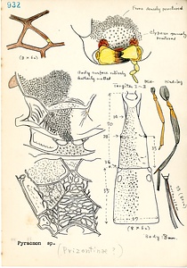 岩田久二雄フィールドノート