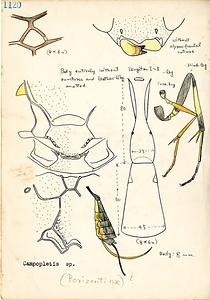 岩田久二雄フィールドノート