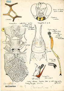 岩田久二雄フィールドノート