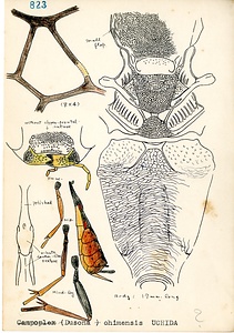 岩田久二雄フィールドノート