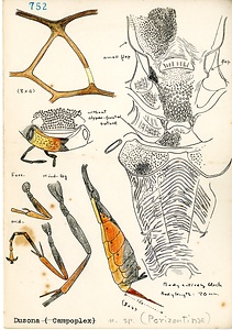 岩田久二雄フィールドノート