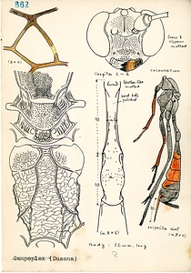 岩田久二雄フィールドノート