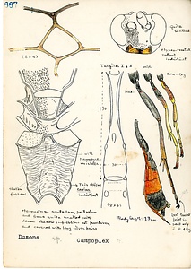 岩田久二雄フィールドノート