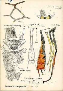 岩田久二雄フィールドノート