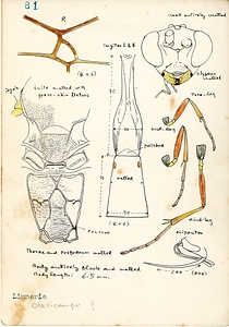 岩田久二雄フィールドノート