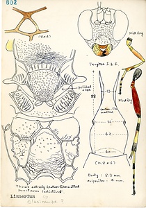 岩田久二雄フィールドノート