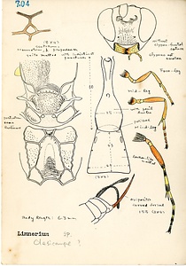 岩田久二雄フィールドノート