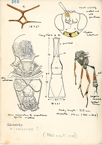 岩田久二雄フィールドノート