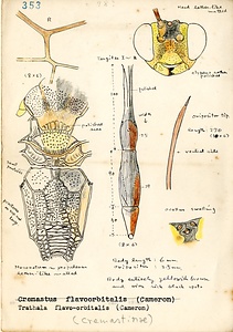 岩田久二雄フィールドノート