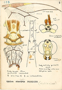 岩田久二雄フィールドノート