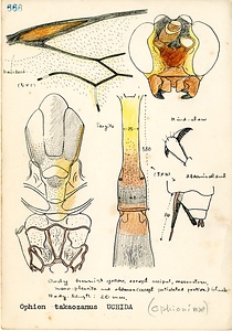 岩田久二雄フィールドノート
