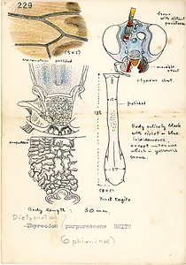 岩田久二雄フィールドノート