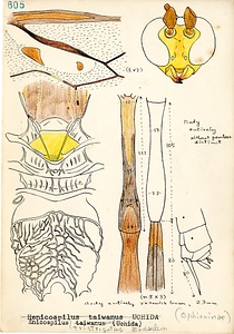 岩田久二雄フィールドノート