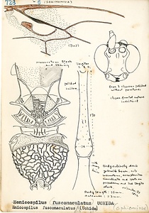 岩田久二雄フィールドノート