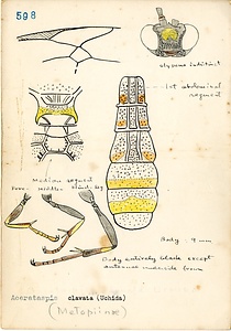 岩田久二雄フィールドノート