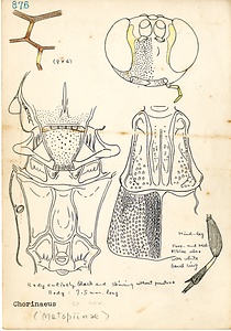 岩田久二雄フィールドノート