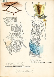 岩田久二雄フィールドノート
