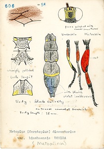 岩田久二雄フィールドノート