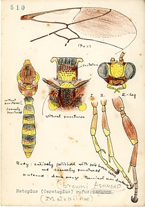 岩田久二雄フィールドノート