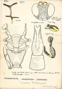 岩田久二雄フィールドノート