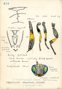 岩田久二雄フィールドノート