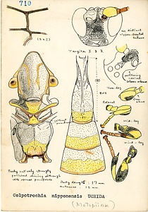 岩田久二雄フィールドノート