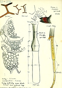 岩田久二雄フィールドノート