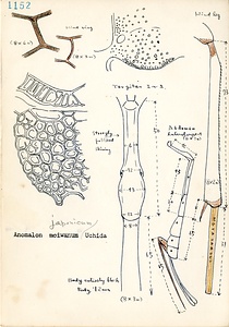 岩田久二雄フィールドノート