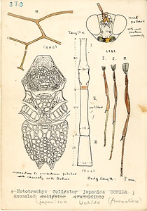 岩田久二雄フィールドノート