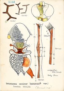 岩田久二雄フィールドノート