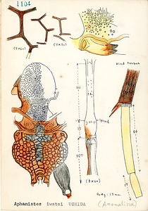 岩田久二雄フィールドノート