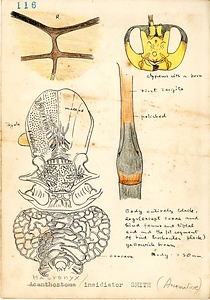 岩田久二雄フィールドノート