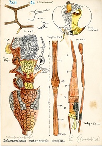 岩田久二雄フィールドノート