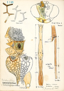 岩田久二雄フィールドノート