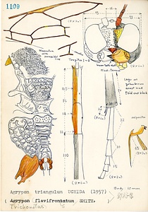 岩田久二雄フィールドノート